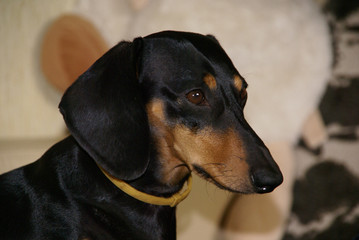 Portrait in profile of a black and Tan Dachshund in a light silicone collar on a blurry background