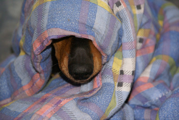 the Dachshund's nose protrudes from under the blanket