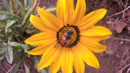 bee on yellow flower