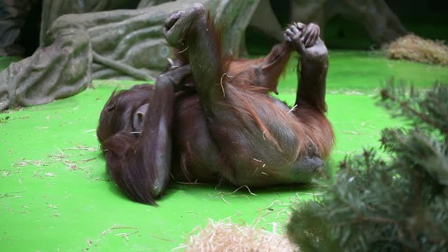 An orangutan female plays with a small cub.