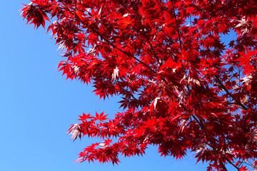  Fächerahorn mit leuchtend roten Blättern