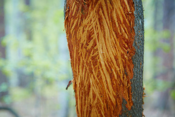 Damage to wild trees caused by moose Stripping bark during the winter