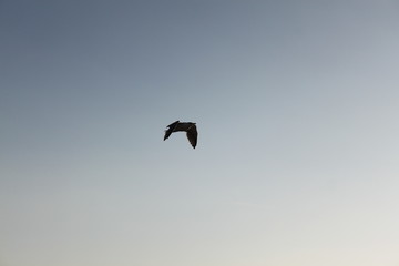seagull in flight