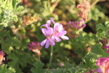 pink and white flowers