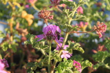 Fototapeta premium pink flowers in the garden and bee