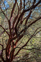 red wooden branch of a tree, napa valley