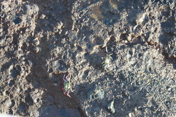 blue water surface and crab