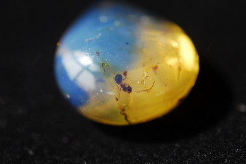 An insect looking like ant within a blue amber millions of years or one fossil