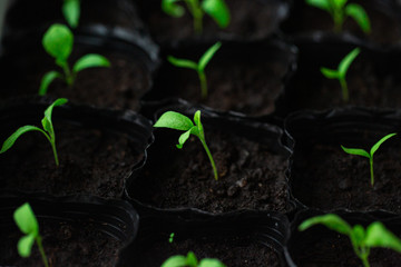 Green seedlings, sprouts growing from the soil, black soil, young, macro