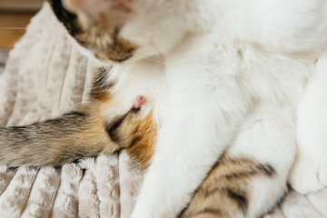 White cat licks on the bed