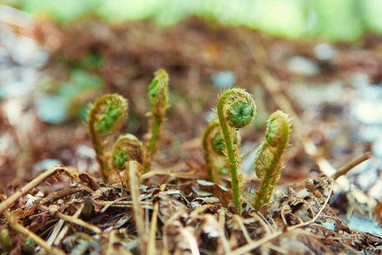 Young fern shoots growing among last year