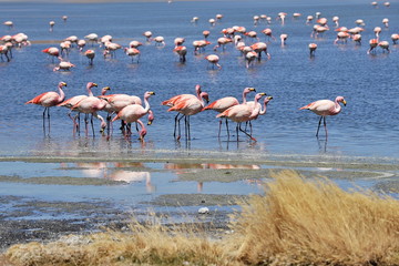 Pink flamingo walks on a salt lake.