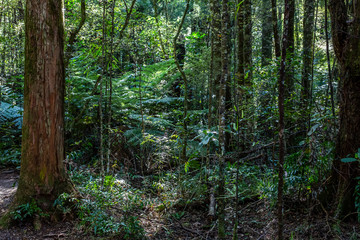 New Zealand native forest background