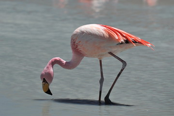Pink flamingo walks on a salt lake.