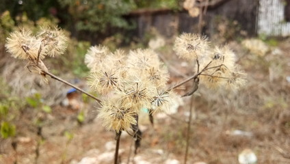 dandelion seed head