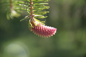 Pink fresh pine cone bud