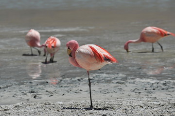 Pink flamingos on a mountain lake in Bolivia.