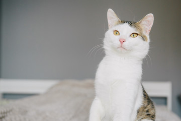 Fototapeta na wymiar White cat on a gray background lies on a sofa
