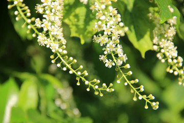 Beautiful forest landscape: spring flowering of trees close-up. Sunrise in the forest. Morning dew drops. After the rain. Natural green floral macro background. Hd flowers wallpapers for desktop.