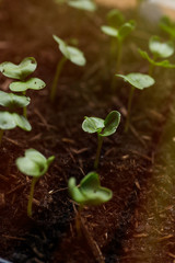 Radish seedlings growing indoor in containers. Nurticious microgreens