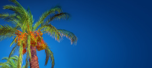Banner concept with colorful tropical date palm trees with edible sweet fruits at blue gradient...
