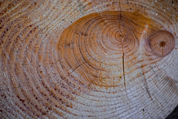 Naklejka premium cross section of tree trunk