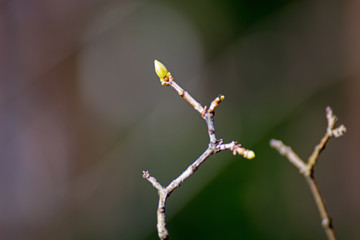 plants the buds on the branches of trees