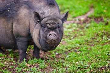 Portrait of a large boar, Vietnamese pot-bellied pigs