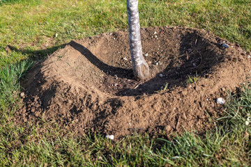 Fertiger Gießkranz für einen frisch gepflanzten Baum