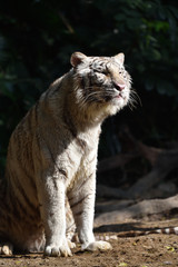 Fototapeta na wymiar White tiger, a king of cats