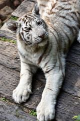 Fototapeta na wymiar White tiger, a king of cats