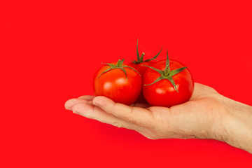 Mano sosteniendo tomates frescos sobre fondo rojo aislado. Vista de frente. Copy space