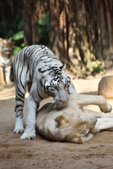 White tiger, a king of cats