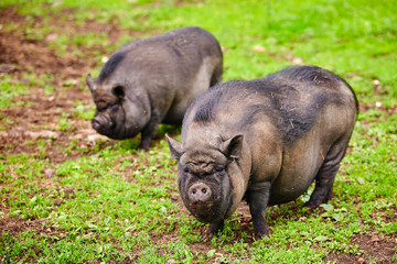 Vietnamese pot-bellied pigs graze on a lawn with fresh green grass. The concept of natural cultivation