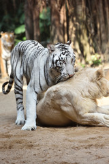 White tiger, a king of cats