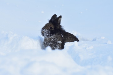 braunes Kaninchen, das im Schnee herum hopst