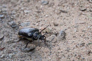 ein Käfer