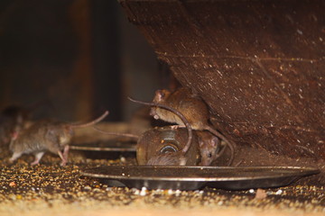 Rat's drinking milk in Karni Mata Temple, Rajasthan, rat temple.