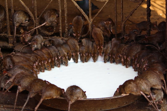 Rat's drinking milk in Karni Mata Temple, Rajasthan, rat temple.