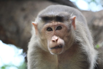 Angry alfa monkey