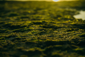 Beautiful green moss on stones near the sea with sunset background