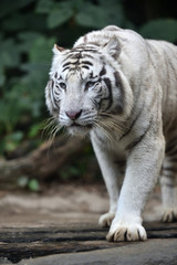Obraz na płótnie Canvas White tiger, a king of cats