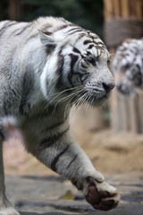 White tiger, a king of cats