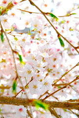 桜