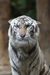 White tiger, a king of cats