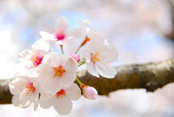 桜