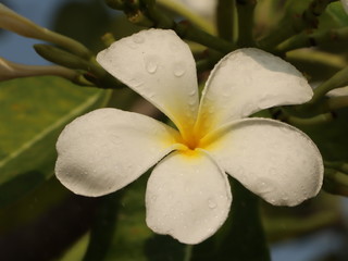 Plumeria flowers have water droplets on the petals of the garden.