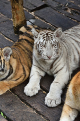 White tiger, a king of cats