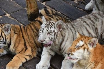 Fototapeta premium White tiger, a king of cats