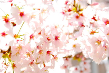 桜